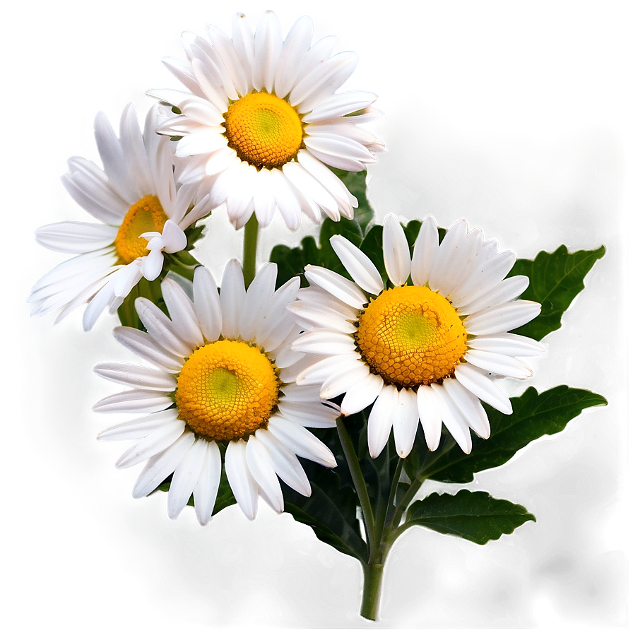 Daisies On White Background Png Run