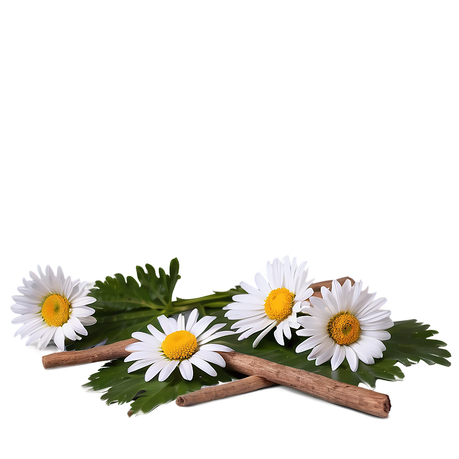 Daisies On Wooden Surface Png Tvs