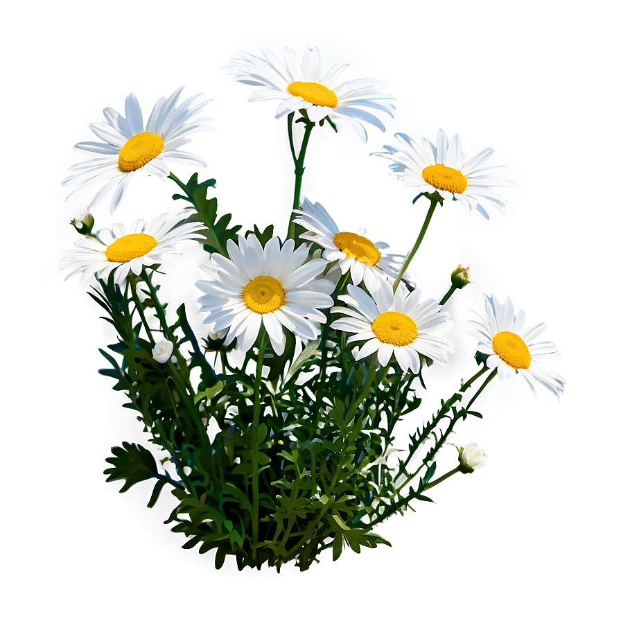 Daisies Under Blue Sky Png 60