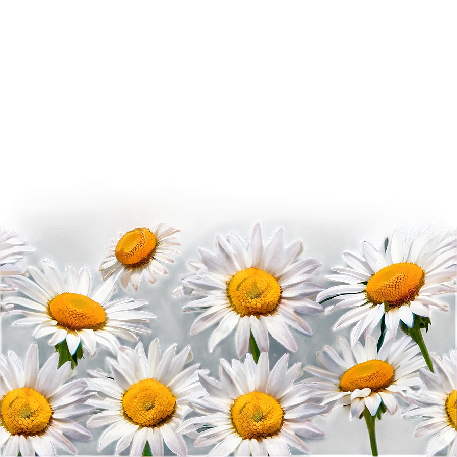 Daisies Under Blue Sky Png Wpx93