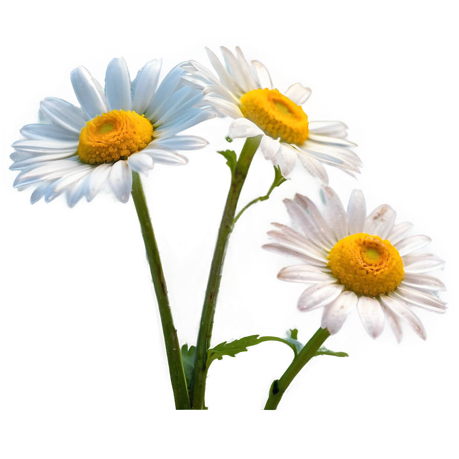 Daisies With Blue Sky Png 06122024