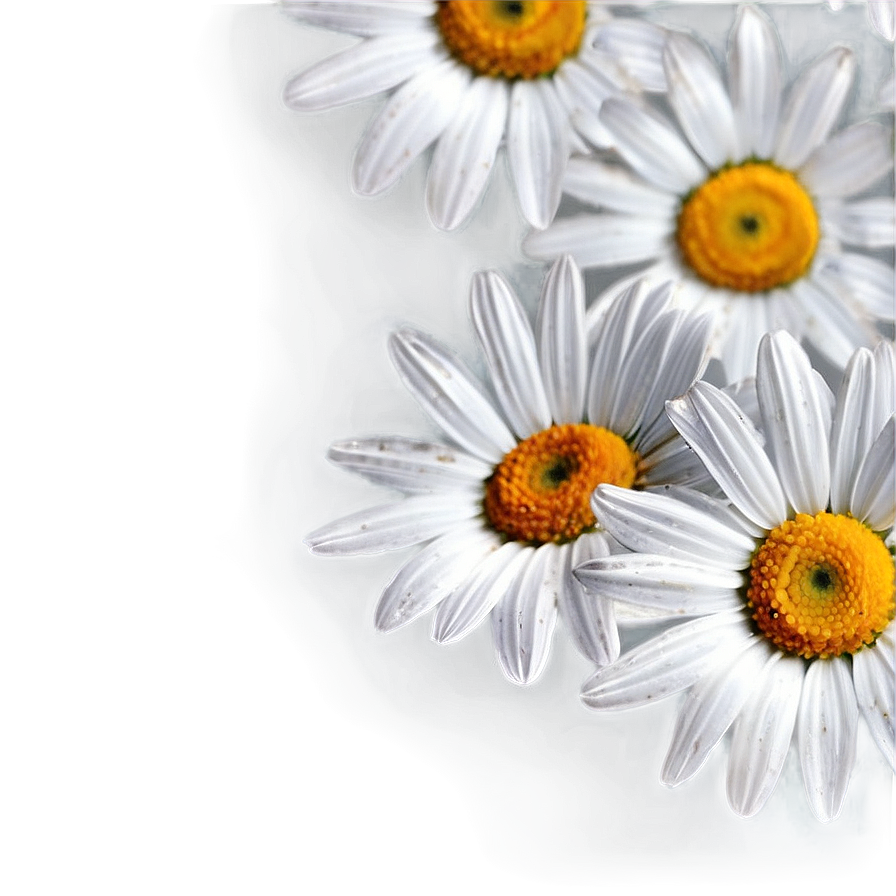 Daisy Background Png Hnb