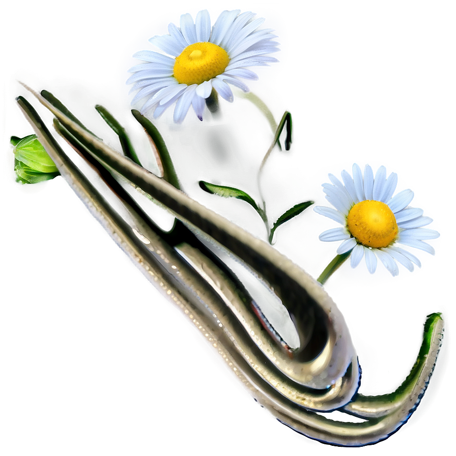 Daisy Bloom Png 66