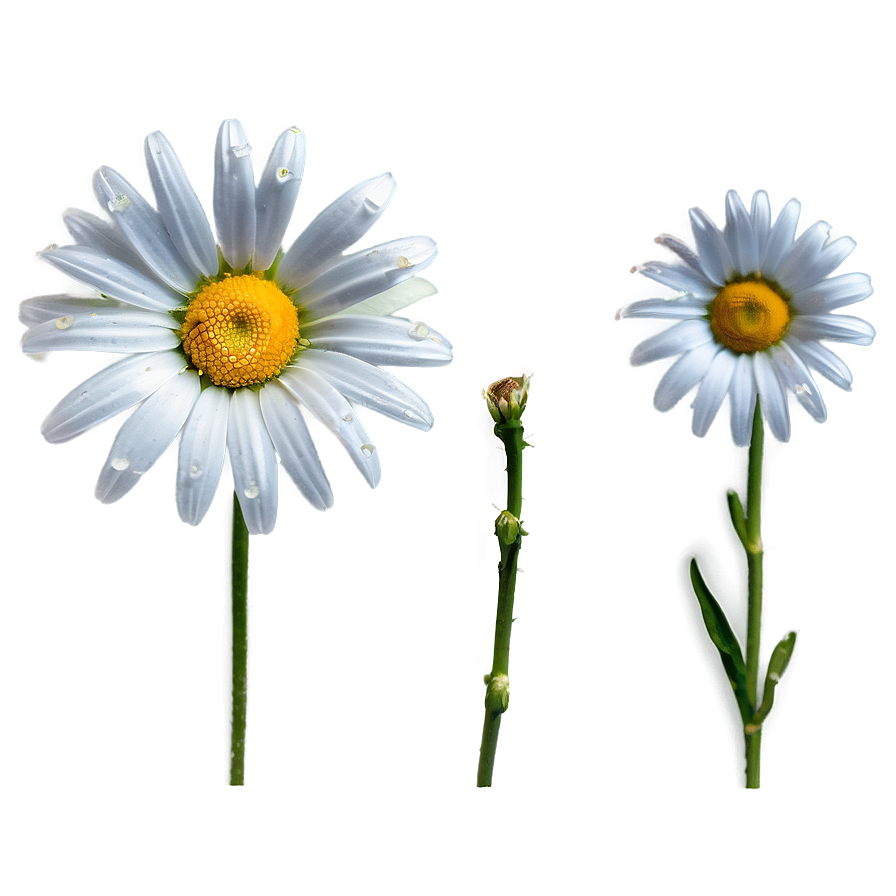 Daisy Bloom Png Gfh8