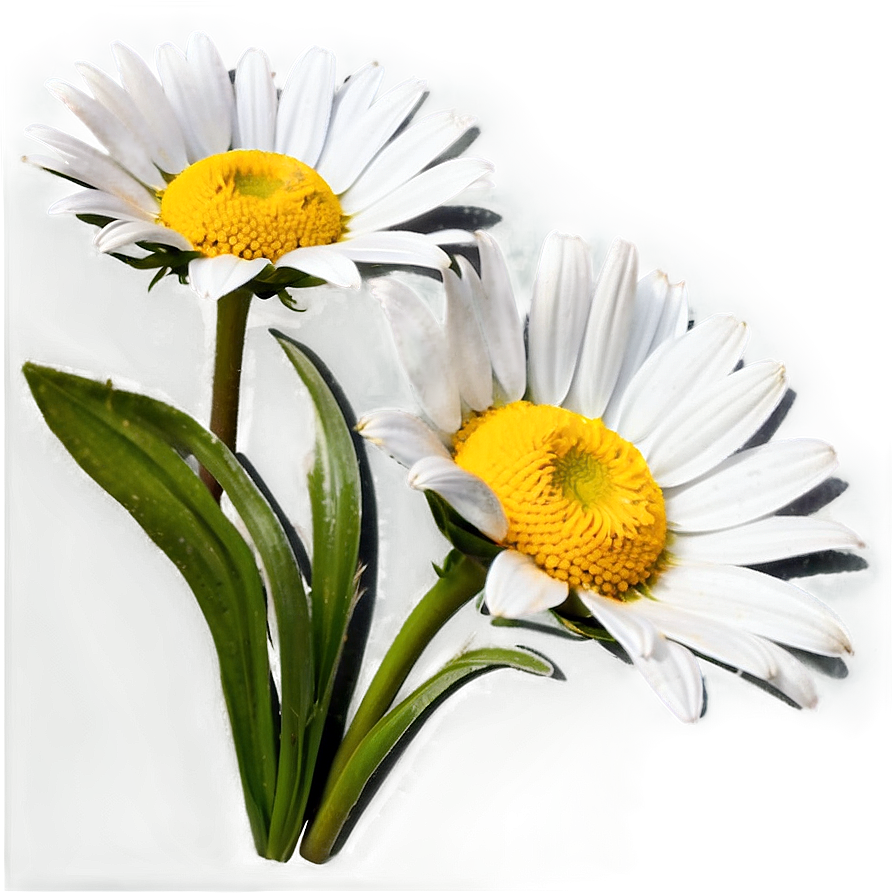 Daisy Bunch Png 05212024