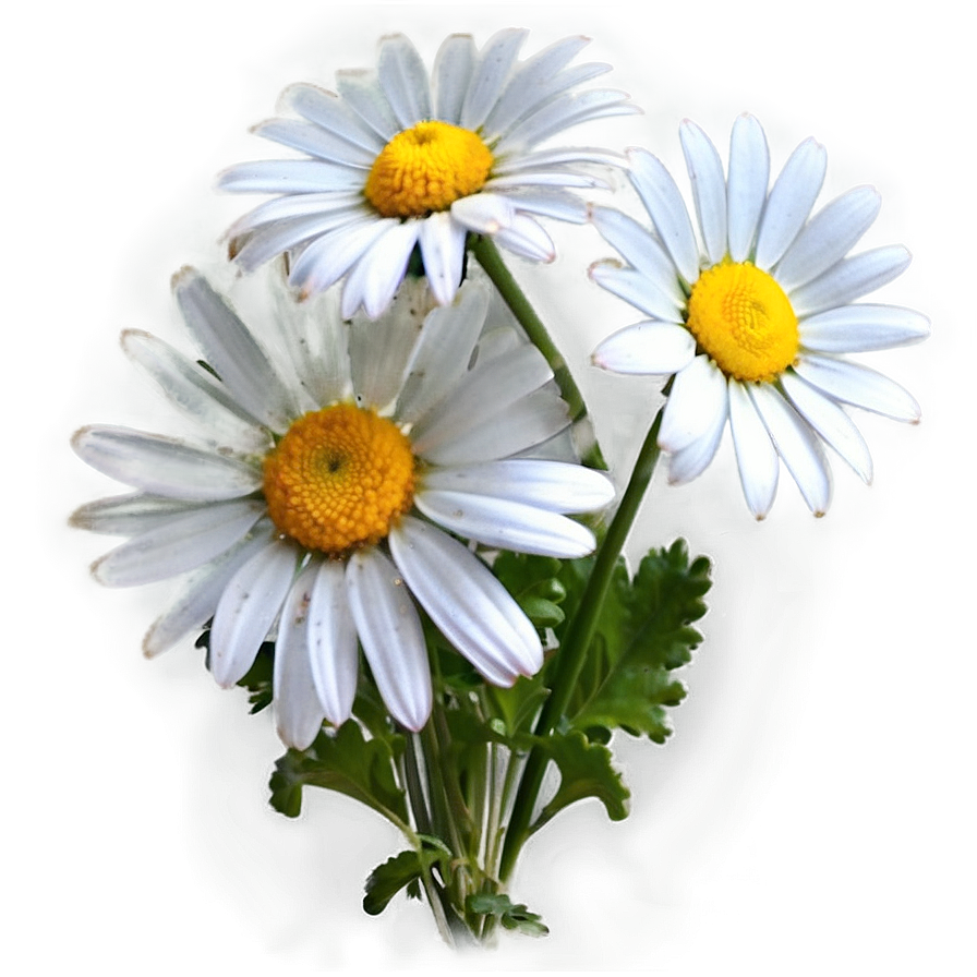 Daisy Bunch Png Qub51