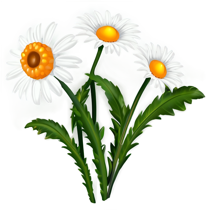 Daisy Clipart Png 05252024