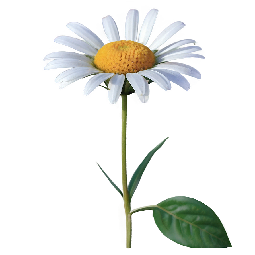 Daisy Delight Png Yci