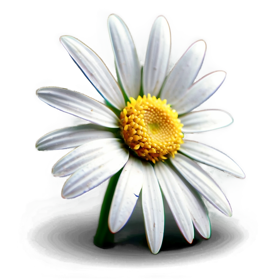 Daisy Detail Png Cmh18