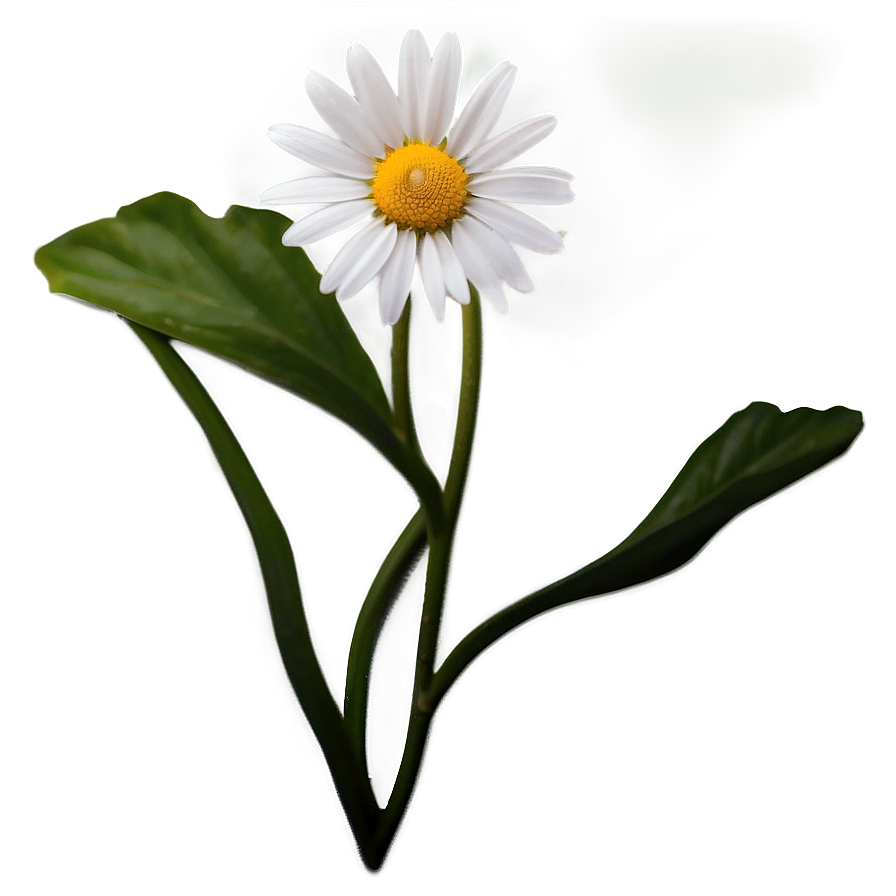 Daisy Flower Close-up Png Gsl