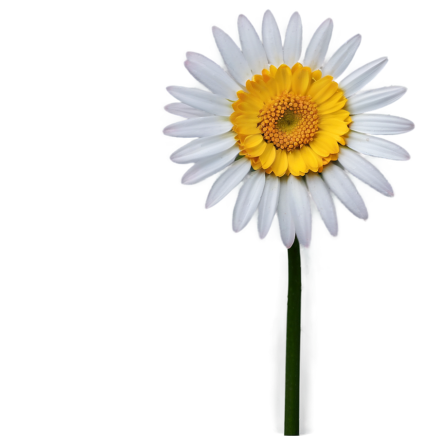 Daisy Flower Close-up Png Iyx