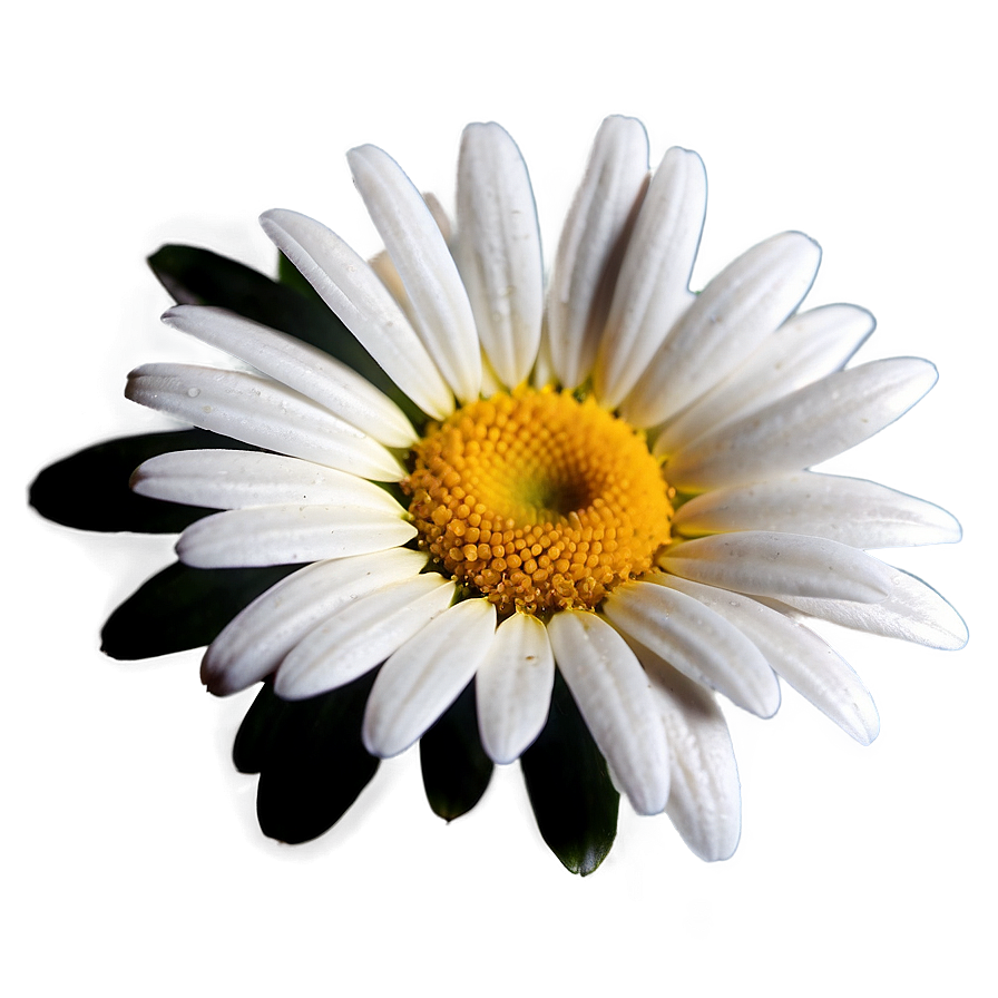 Daisy Flower Close-up Png Mfq31