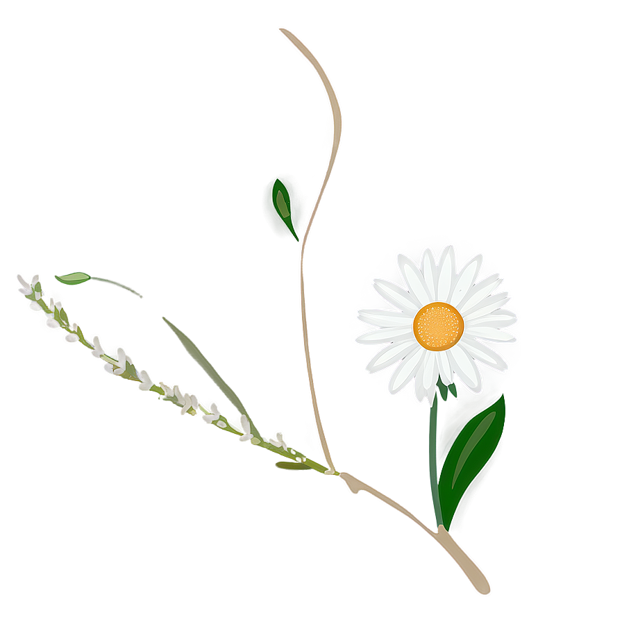 Daisy Flower Line Art Png 05252024