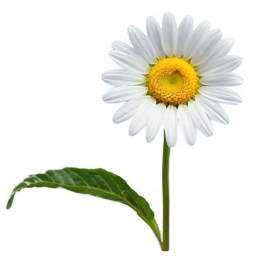 Daisy Flower Outline Png Eaf50