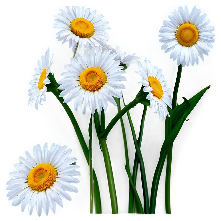 Daisy Flower Outline Png Lkx