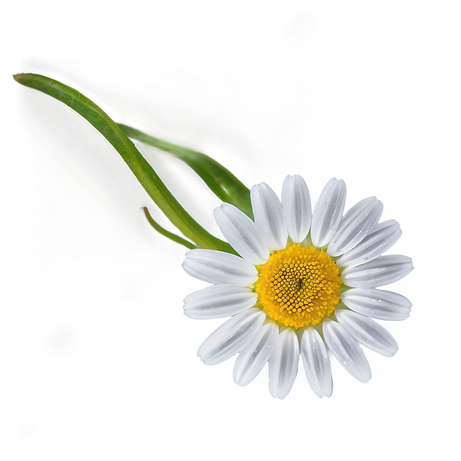 Daisy Flower Transparent Png 05252024