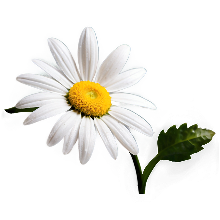 Daisy Flower Transparent Png 05252024