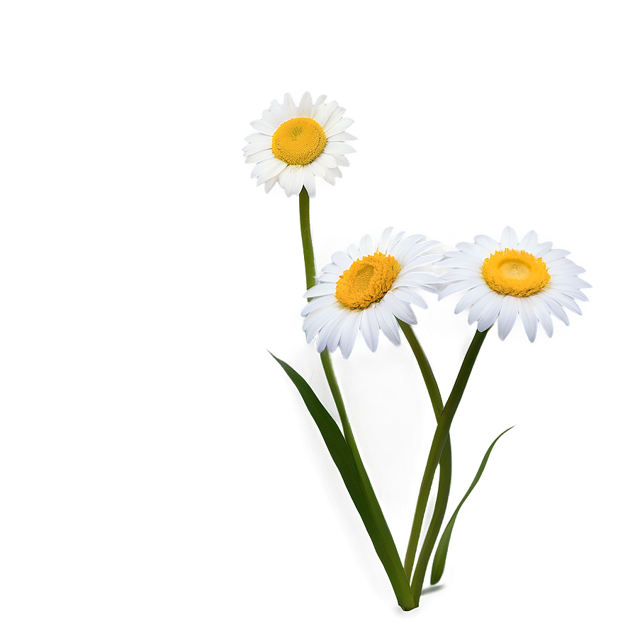 Daisy Flower Transparent Png 48