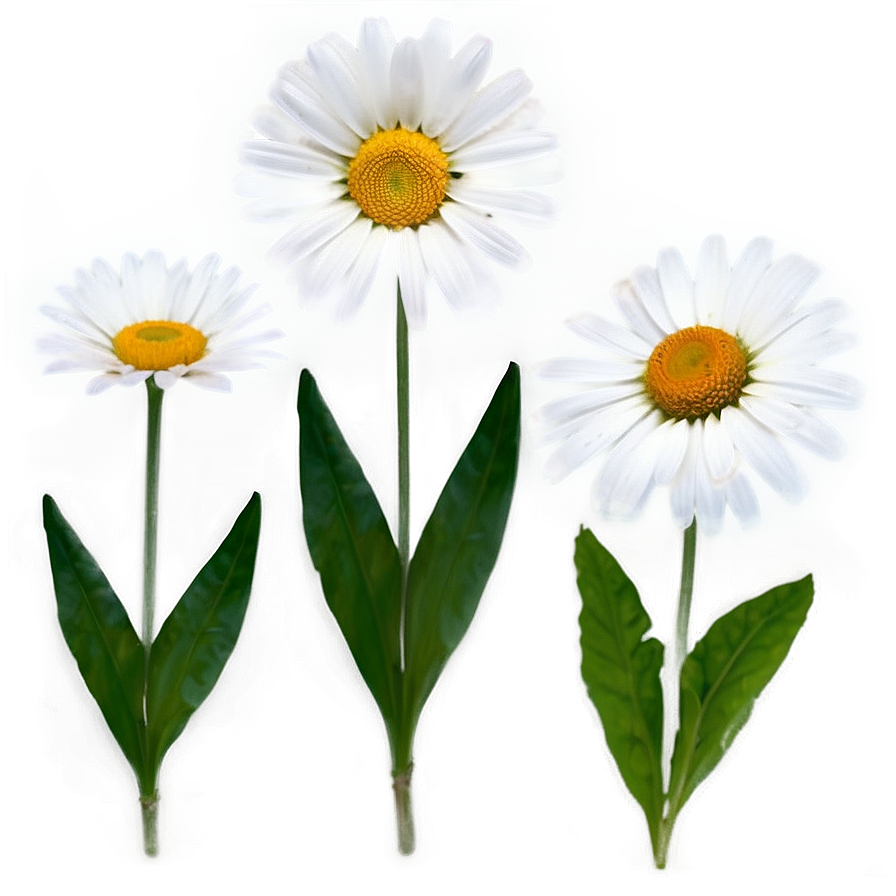 Daisy Flower Transparent Png Alb96