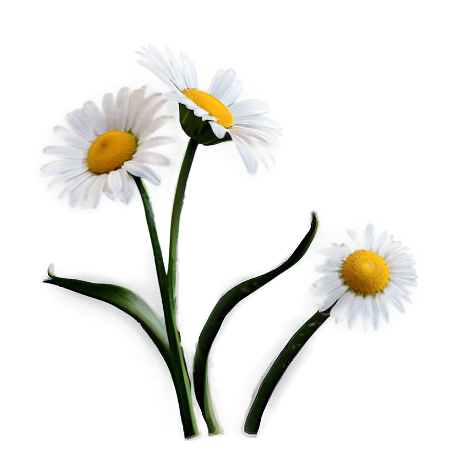 Daisy Illustration Png 05212024