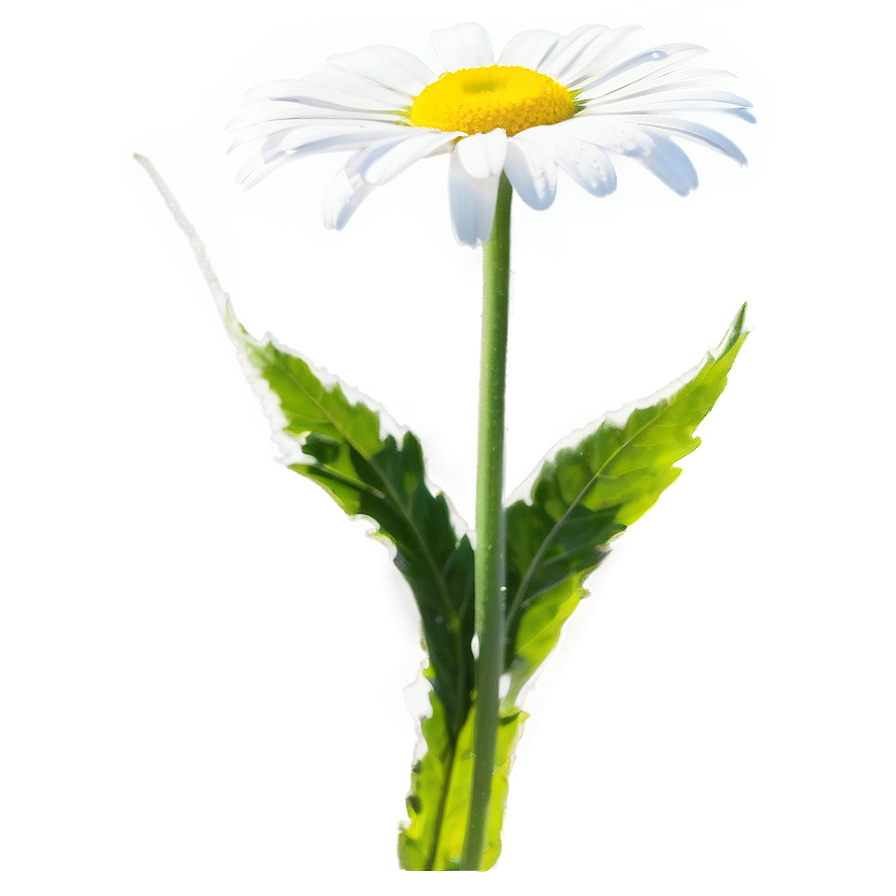 Daisy In Sunlight Png Bdf