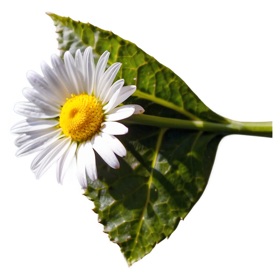 Daisy In Sunlight Png Ehq