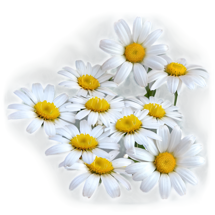 Daisy Petals Png 05212024