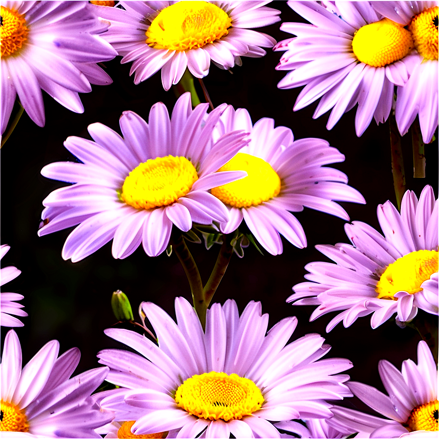 Daisy Print Png 05212024