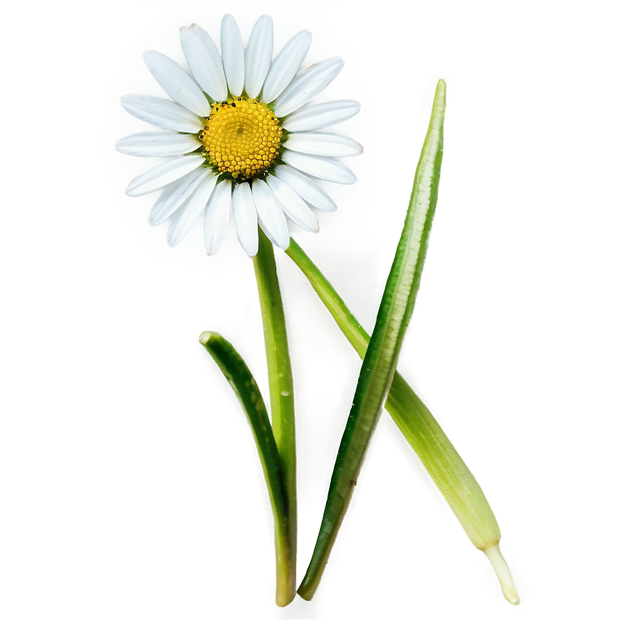 Daisy Seed Png Mak