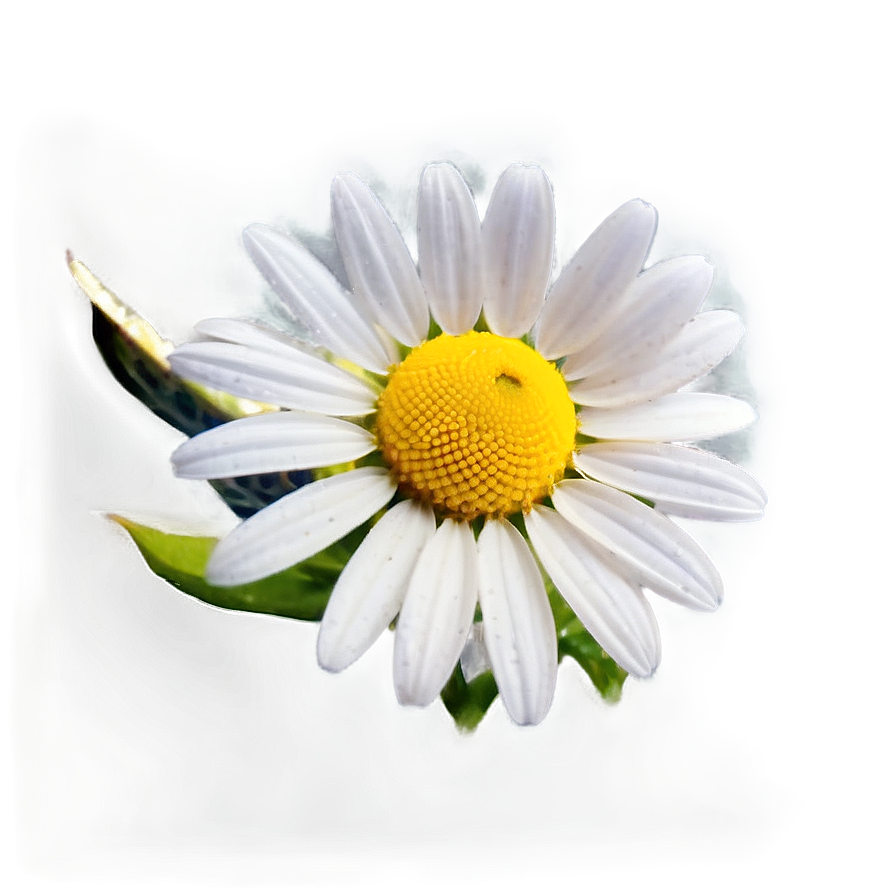 Daisy Seed Png Uol23