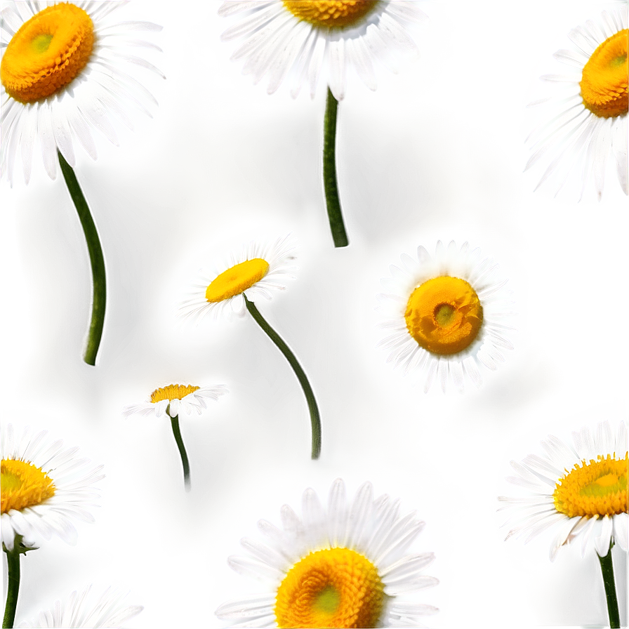 Daisy Sketch Png Iha