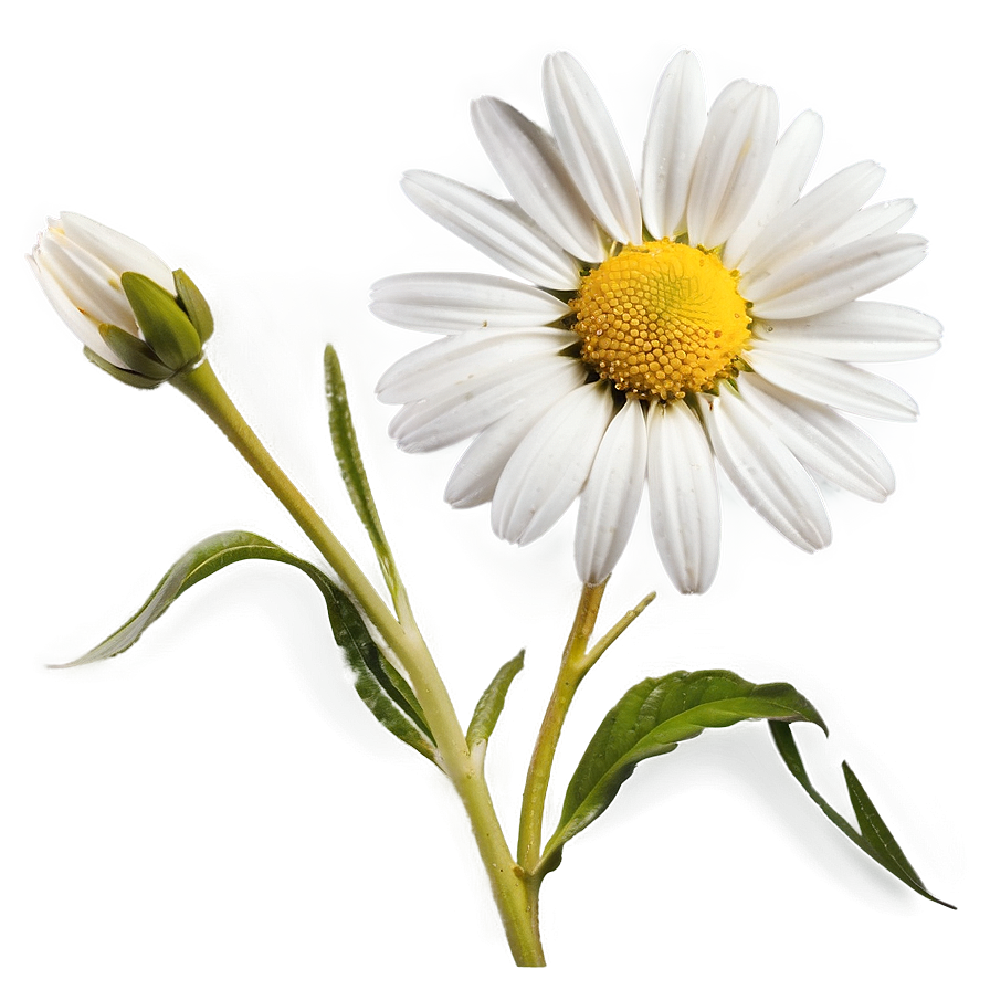 Daisy Stem Png 51