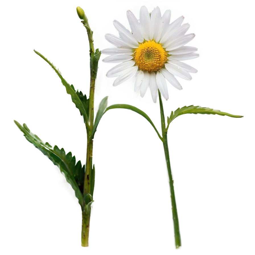 Daisy Stem Png Grw