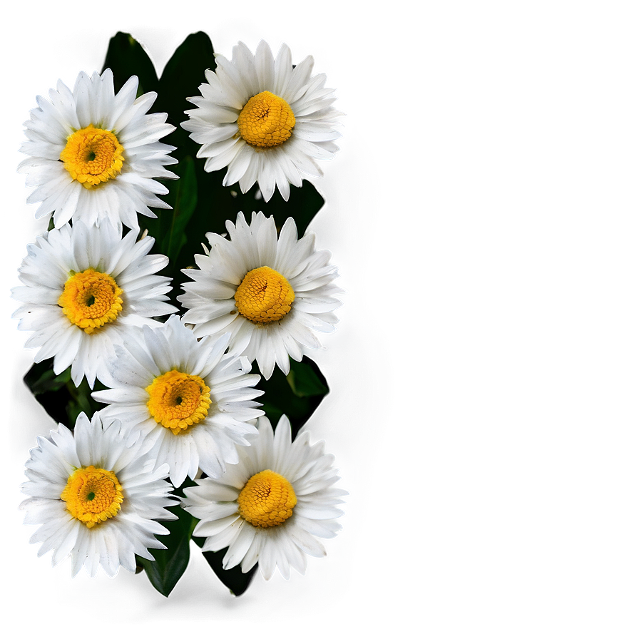 Daisy Texture Png 5