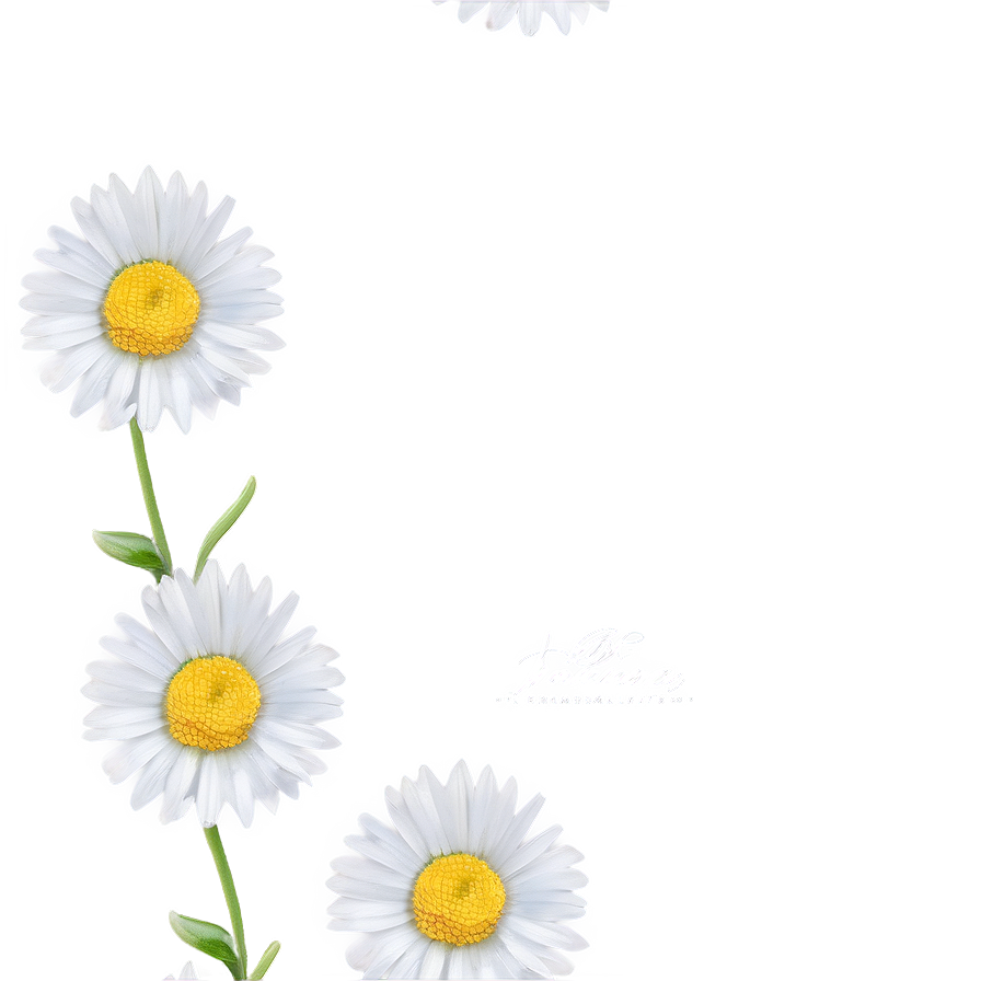 Daisy Wallpaper Png 05212024