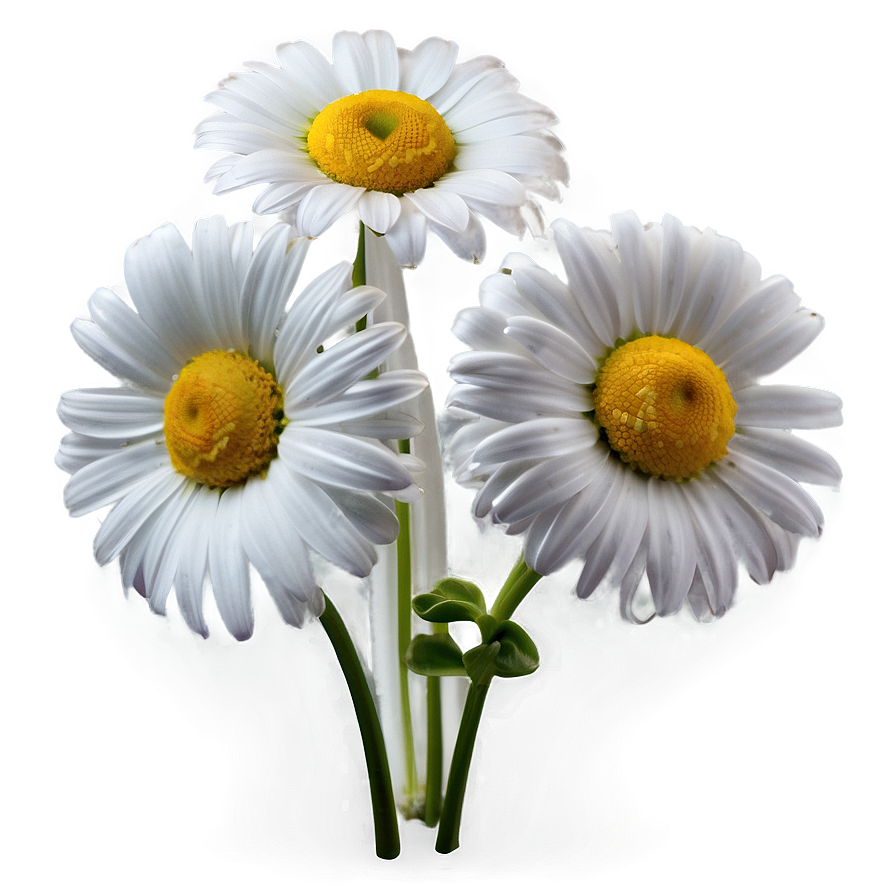 Daisy Wallpaper Png 24