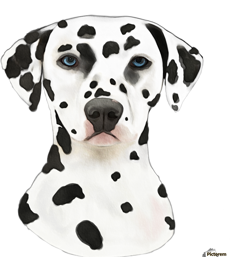 Dalmatian Dog Portrait