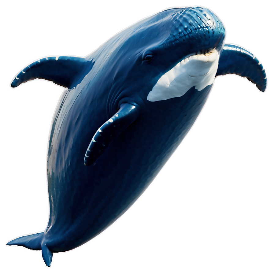 Dancing Whale Png 27