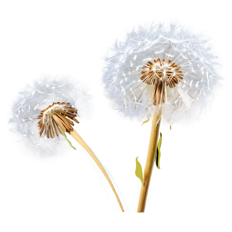 Dandelion Airy Fluff Png 05242024