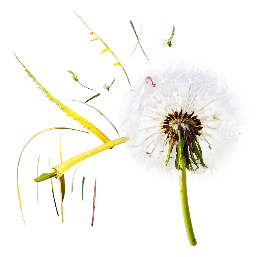 Dandelion Clock Png 17