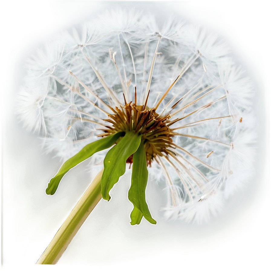 Dandelion Detail Png Ihv93