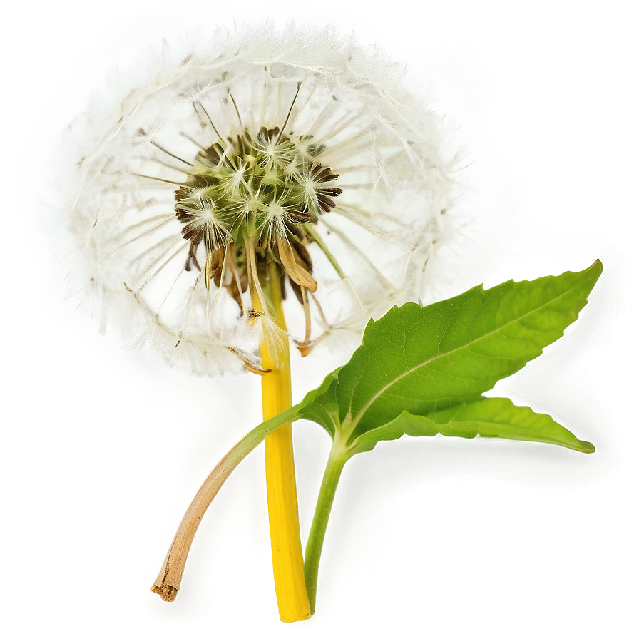 Dandelion Herbal Uses Png 05242024