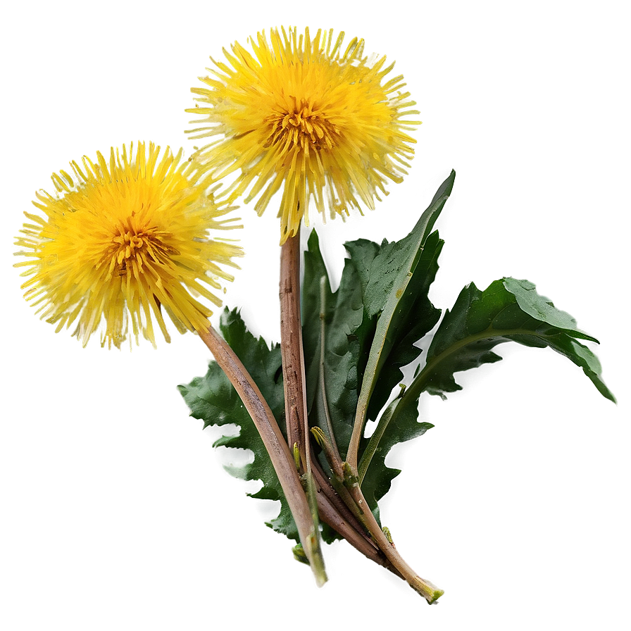 Dandelion Herbal Uses Png 71