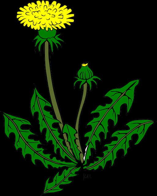 Dandelion_ Illustration_ Vector