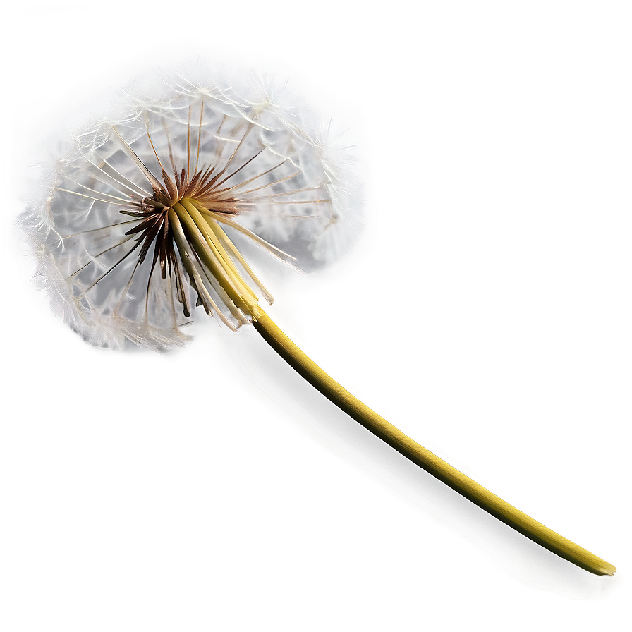 Dandelion In Autumn Png Omv