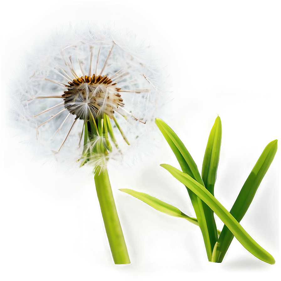 Dandelion In Grass Png 10