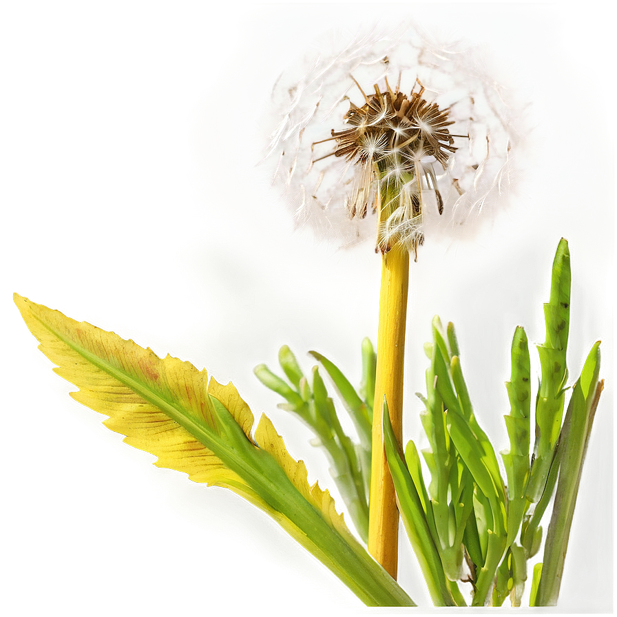 Dandelion In Meadow Png Cmo78