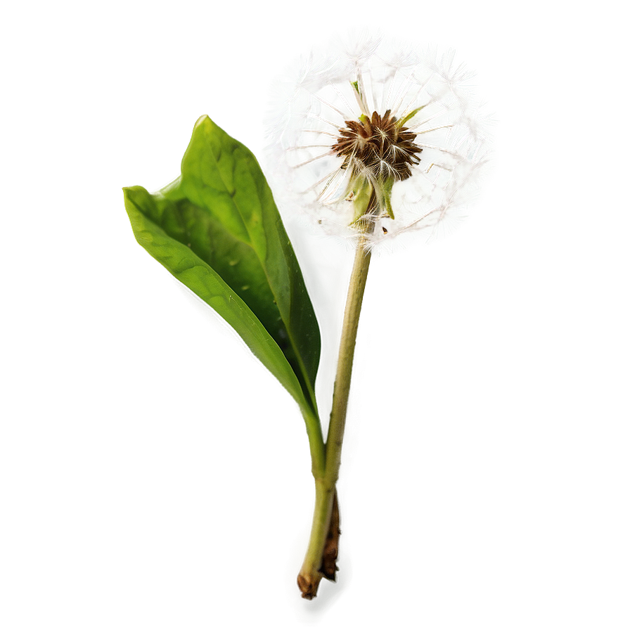 Dandelion In Nature Png 06292024