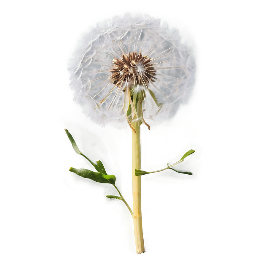 Dandelion In Sunshine Png Xyr81