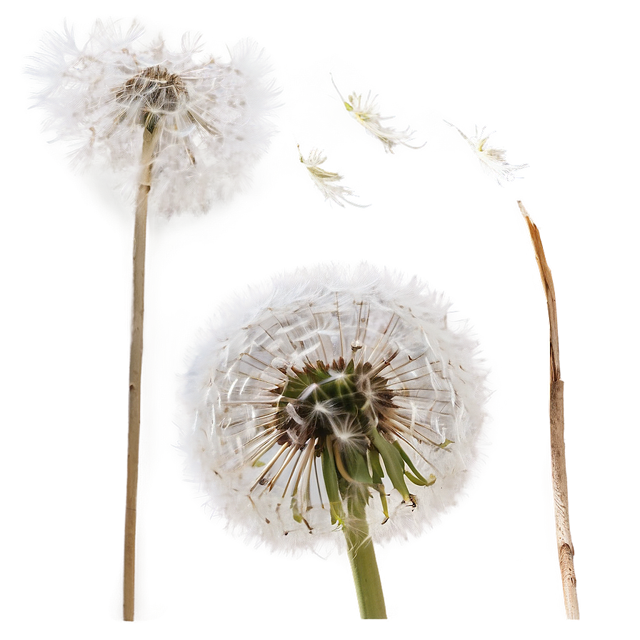 Dandelion In Wind Png 06292024